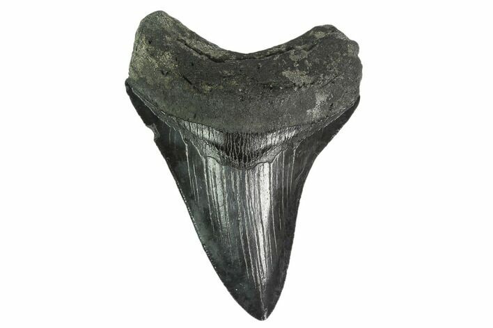 Serrated, Fossil Megalodon Tooth - South Carolina #137074